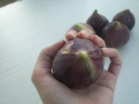 İncir Sütü Kullanımı ve Faydaları Nelerdir?