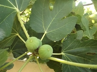 İncir Ağacı Özellikleri ve Faydaları Nelerdir?