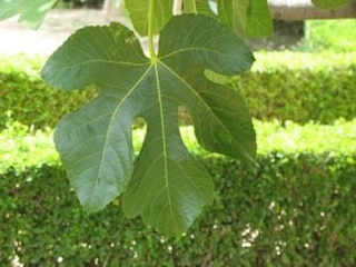 İncir Ağacı Yaprağı Kullanımı ve Faydaları Nelerdir?