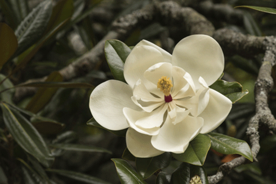 İncir Çiçeği Kullanımı ve Faydaları Nelerdir?